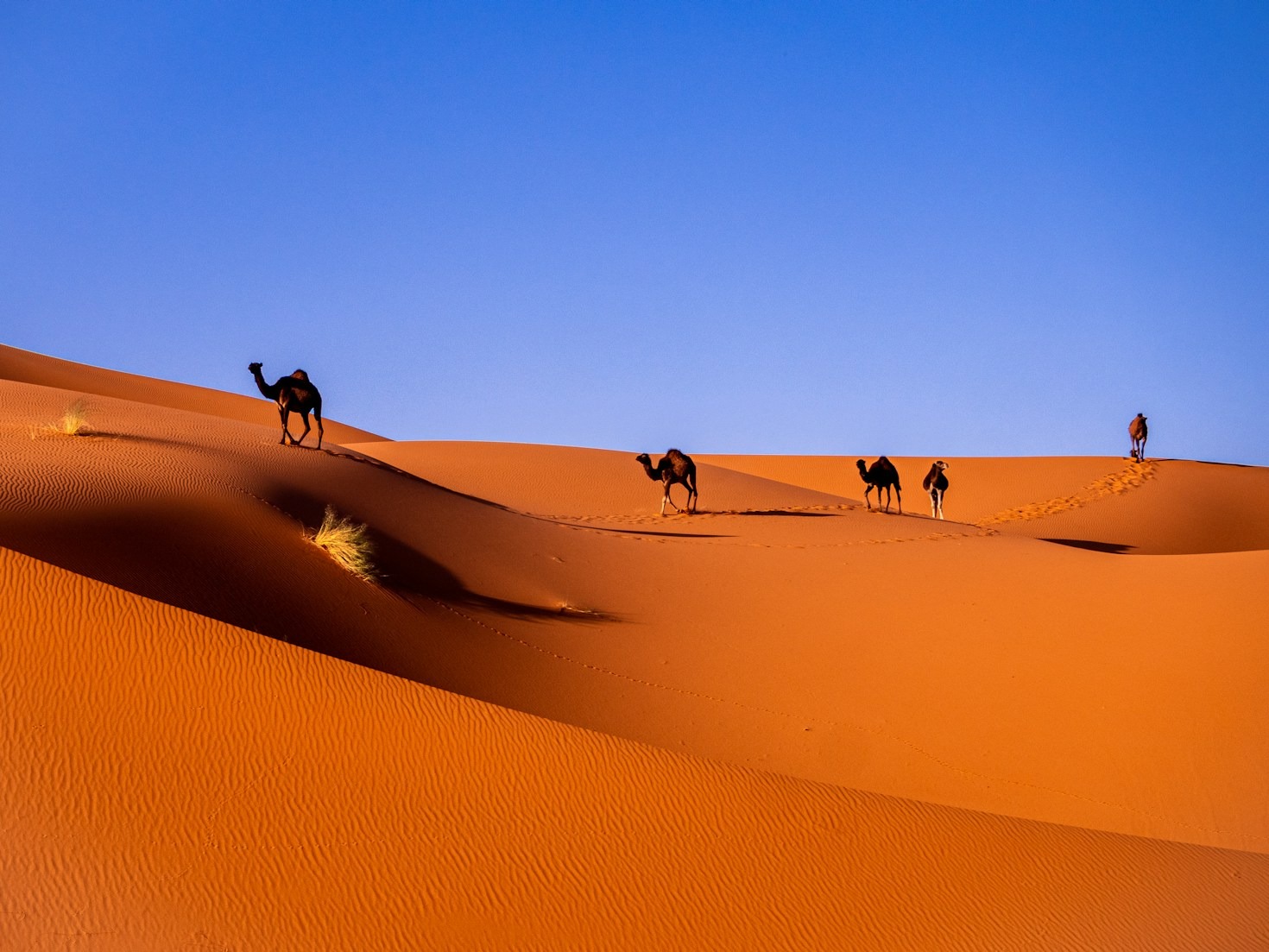 Top 5 Exclusive Experiences in the Moroccan Sahara